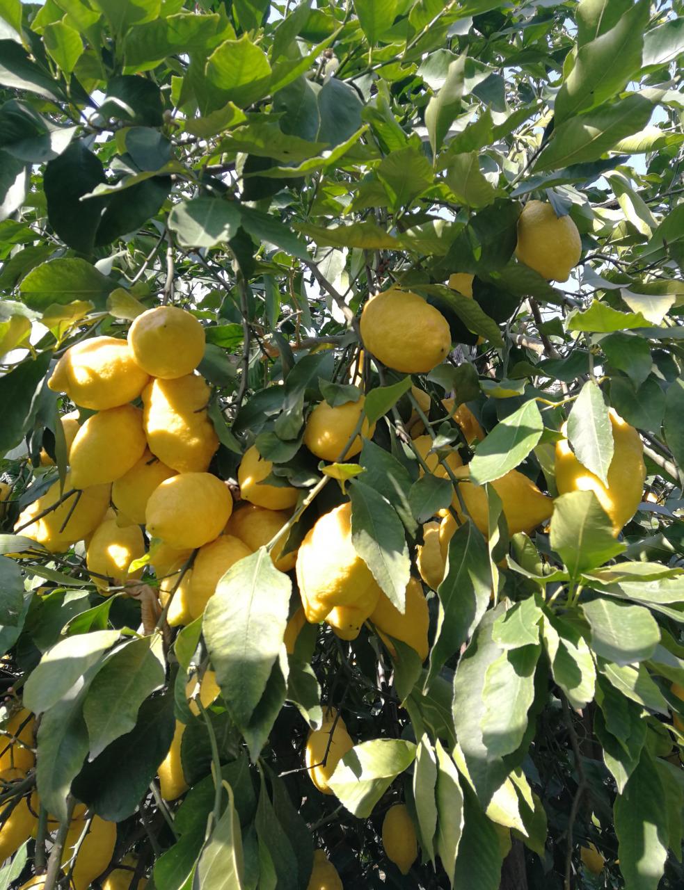 Visitez notre jardin typique de Sorrento avec citronniers-28