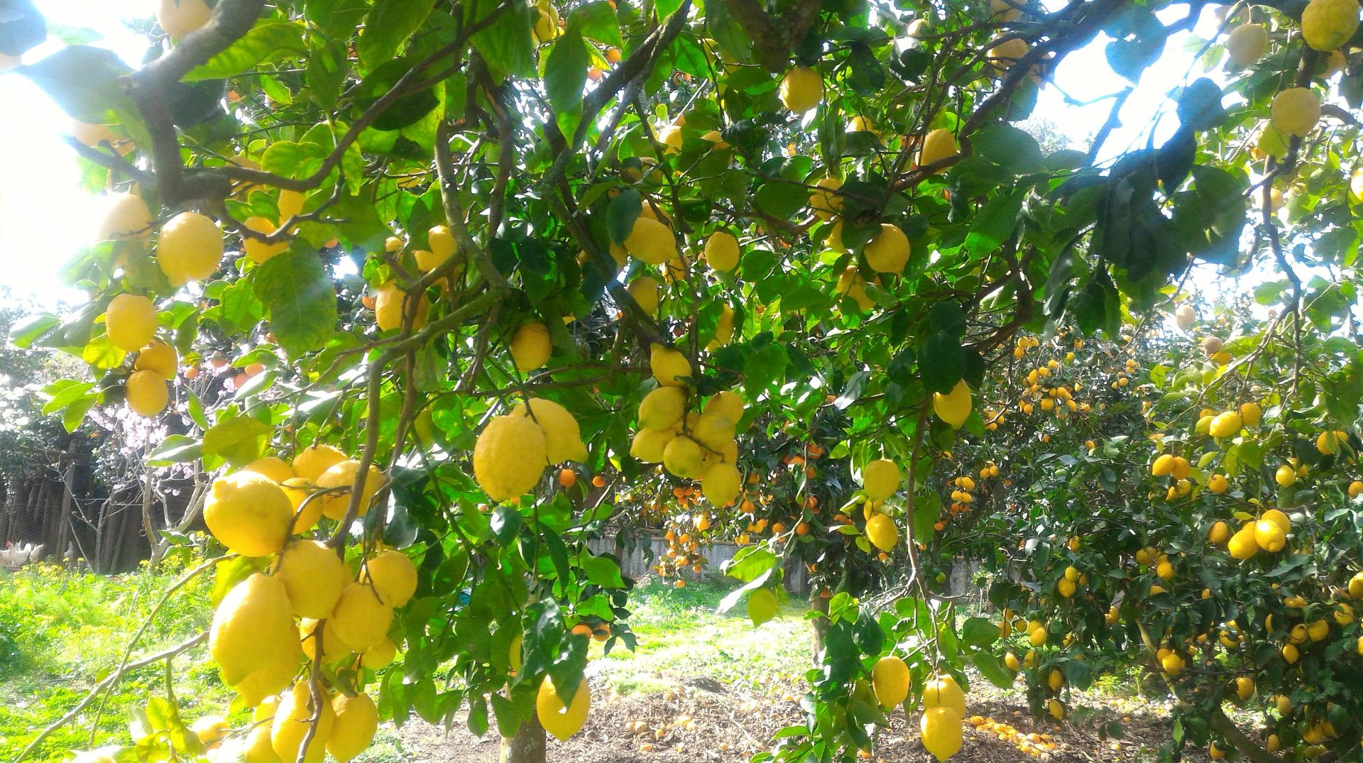 Visita il nostro tipico giardino sorrentino con limoneto-12
