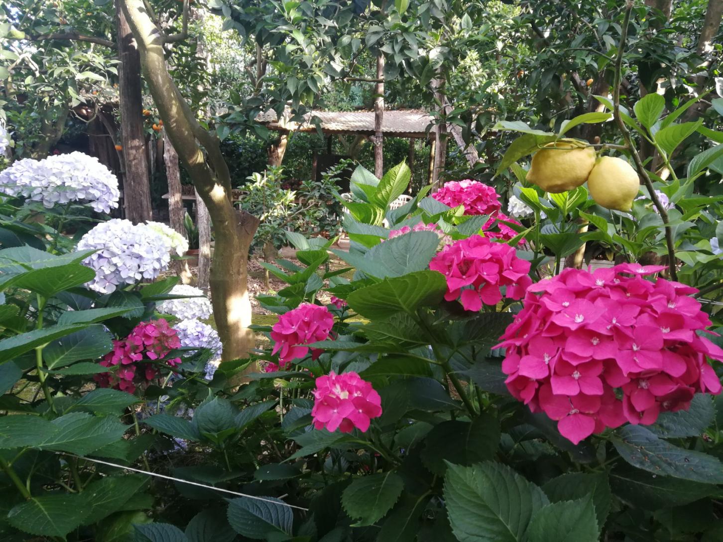 Visita il nostro tipico giardino sorrentino con limoneto-3