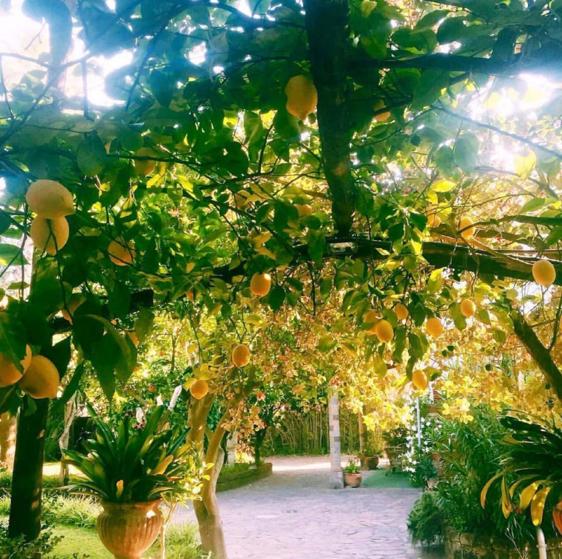 Visita il nostro tipico giardino sorrentino con limoneto-2