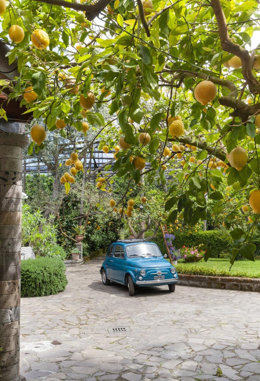 Visita il nostro tipico giardino sorrentino con limoneto-10