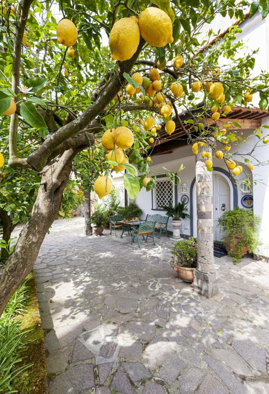 Besuchen Sie unseren typischen Garten in Sorrent mit Zitronenhain-33