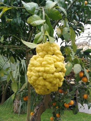 Visita il nostro tipico giardino sorrentino con limoneto-20