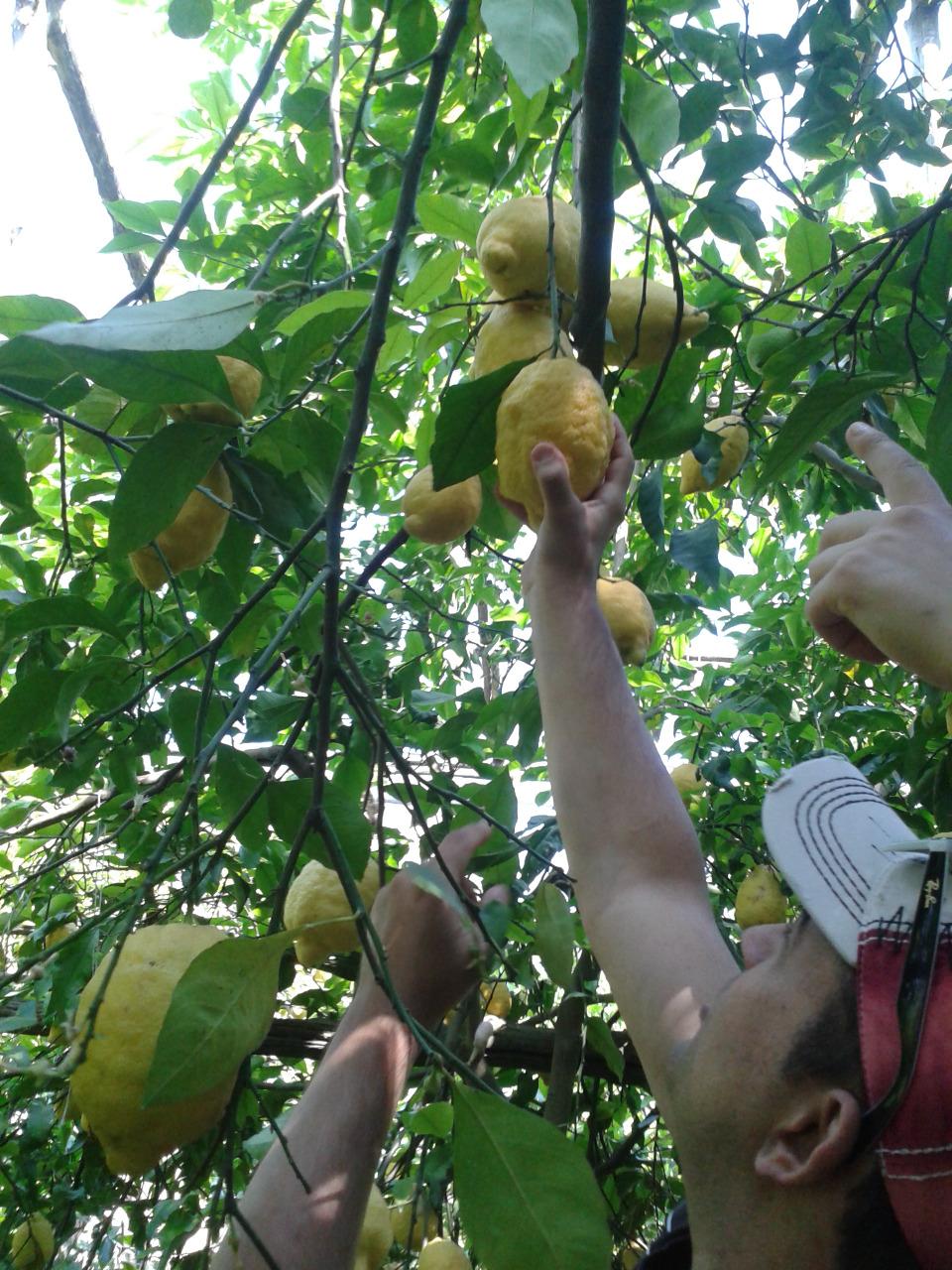Visitez notre jardin typique de Sorrento avec citronniers-17