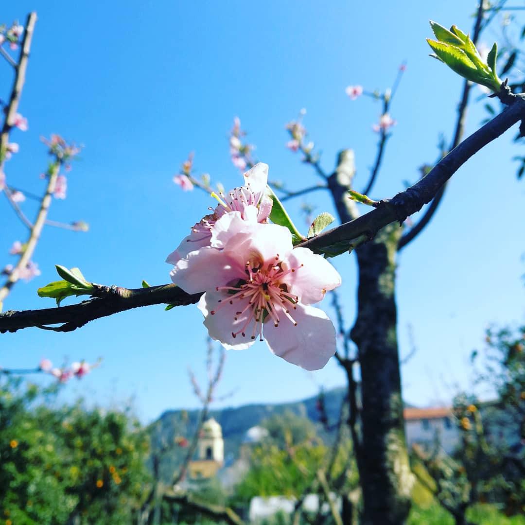 Visit our typical Sorrento garden with lemon grove-18