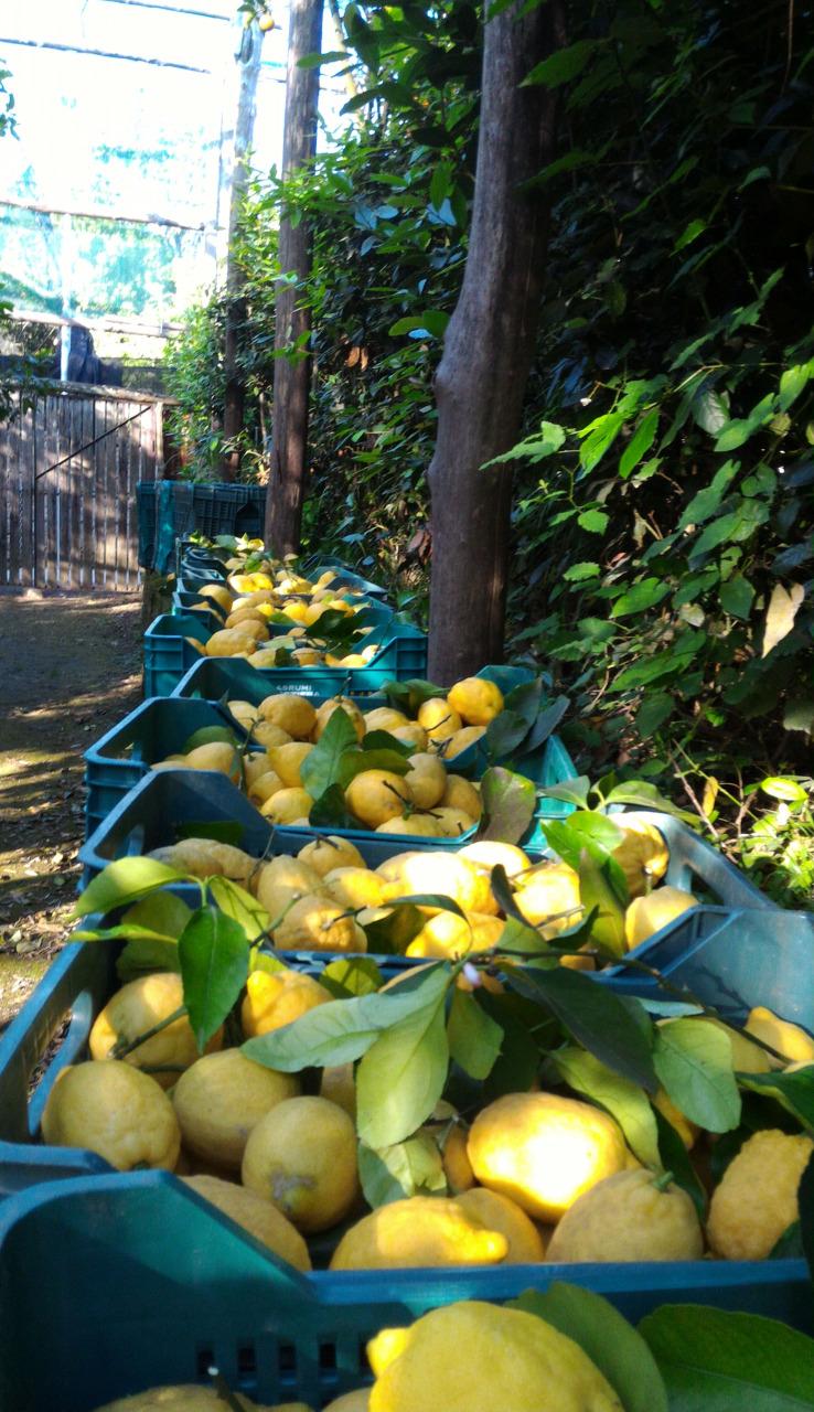 Besuchen Sie unseren typischen Garten in Sorrent mit Zitronenhain-22