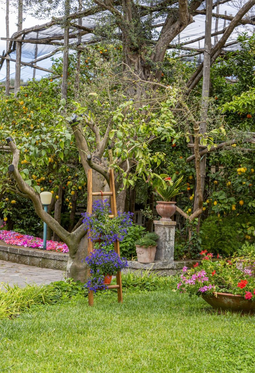 Visit our typical Sorrento garden with lemon grove-29