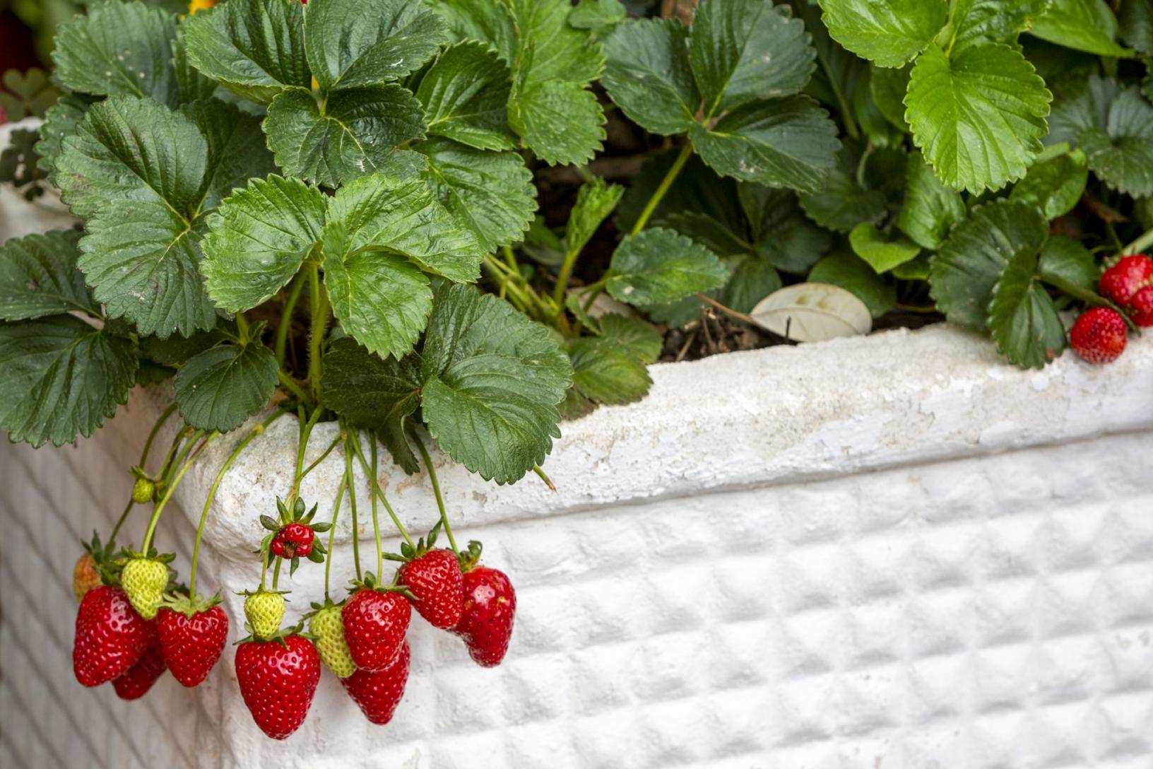 Visitez notre jardin typique de Sorrento avec citronniers-21