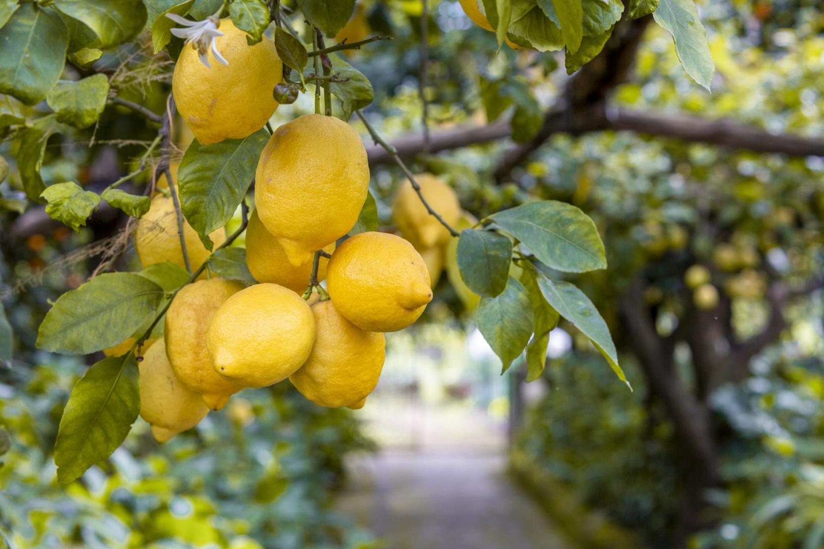 Visit our typical Sorrento garden with lemon grove