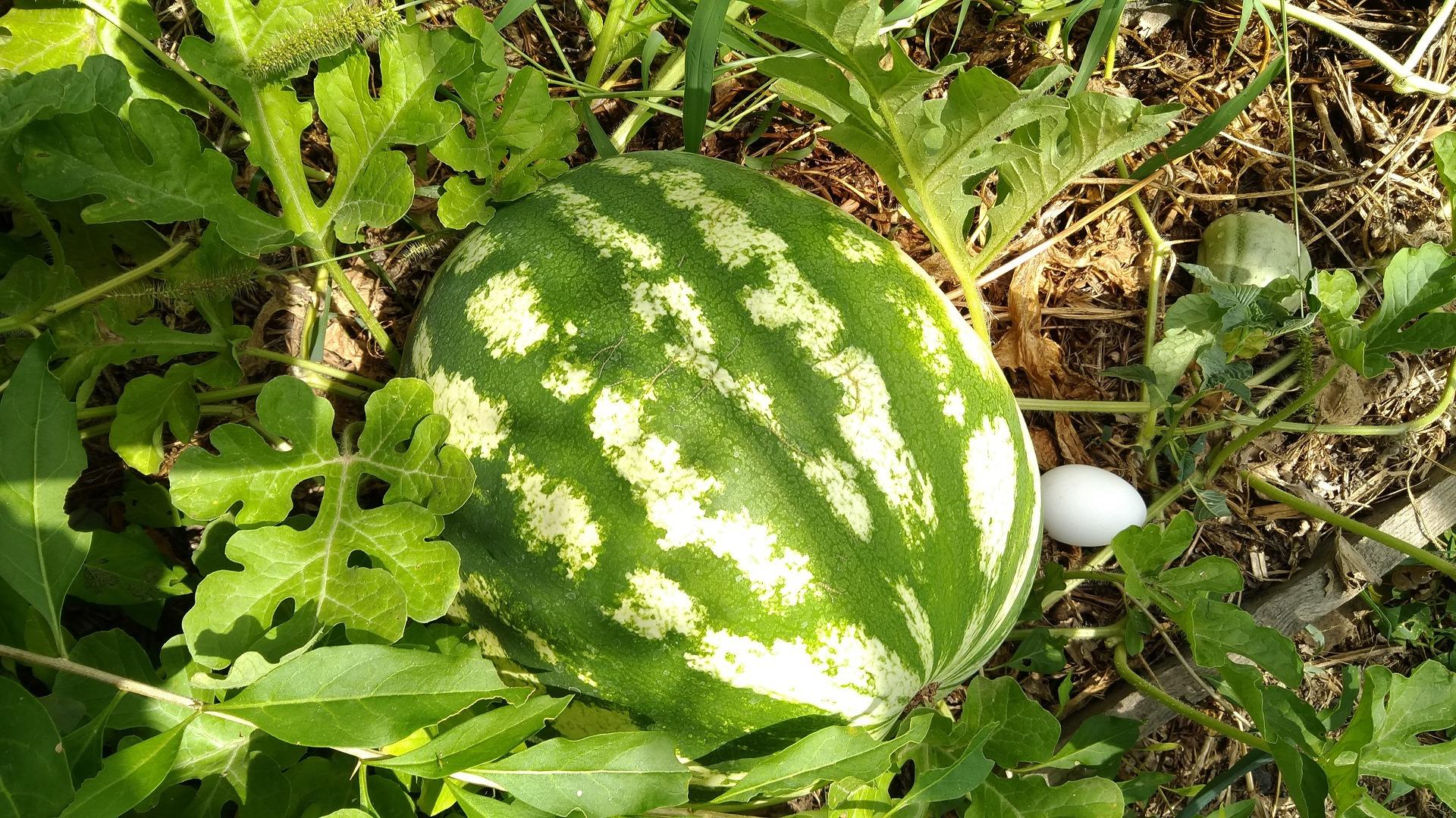 Vegetable Garden-7