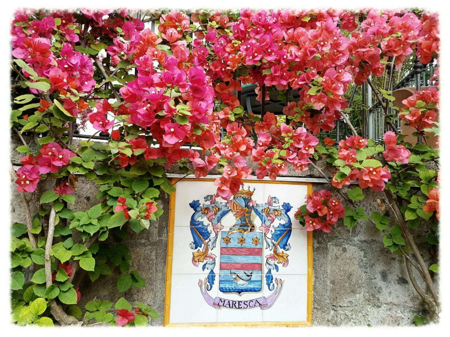 Visit our typical Sorrento garden with lemon grove-16