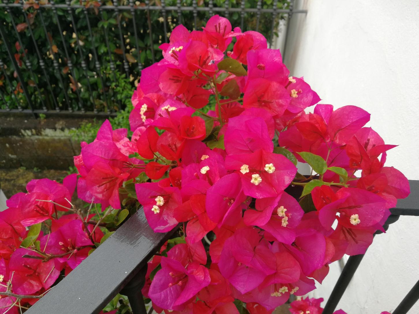 Visitez notre jardin typique de Sorrento avec citronniers-27