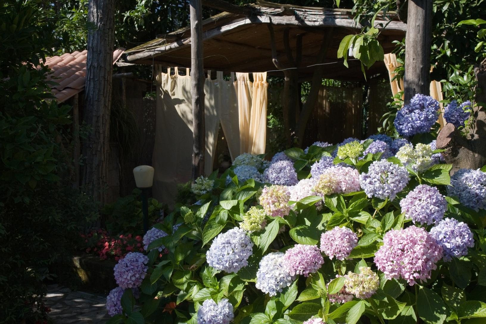 Visitez notre jardin typique de Sorrento avec citronniers-24