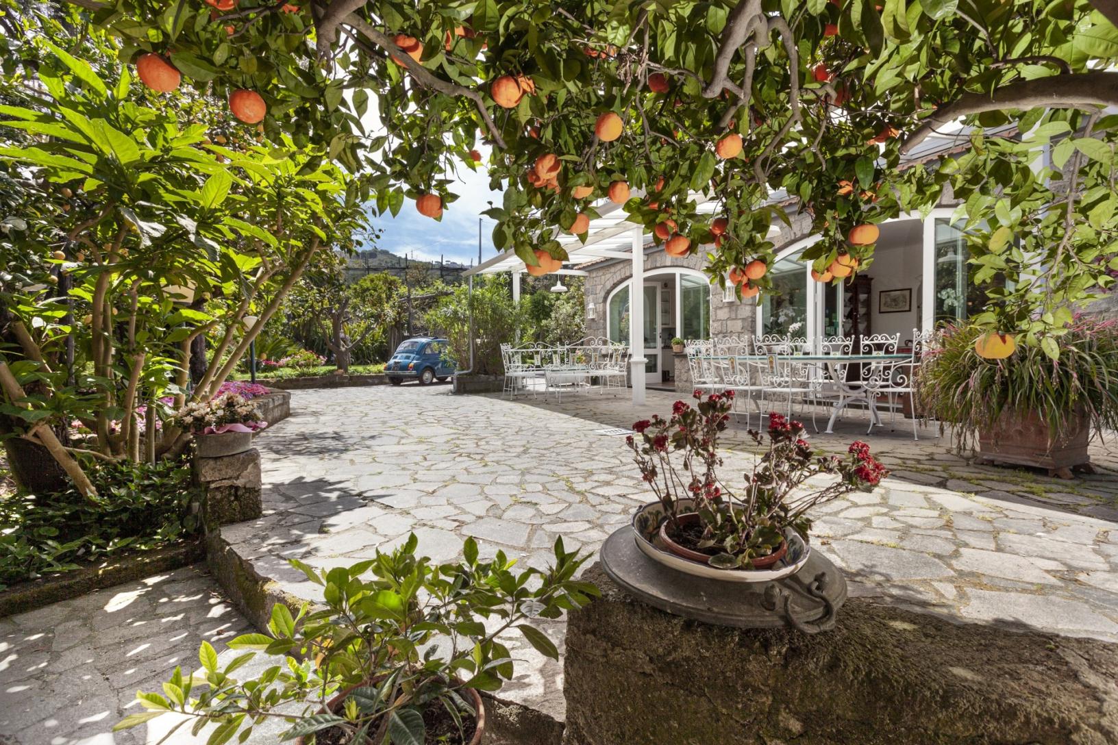 Visit our typical Sorrento garden with lemon grove-41