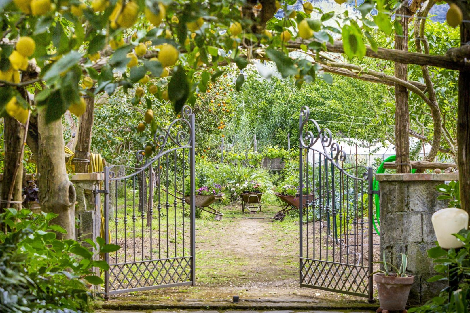 Visit our typical Sorrento garden with lemon grove-1