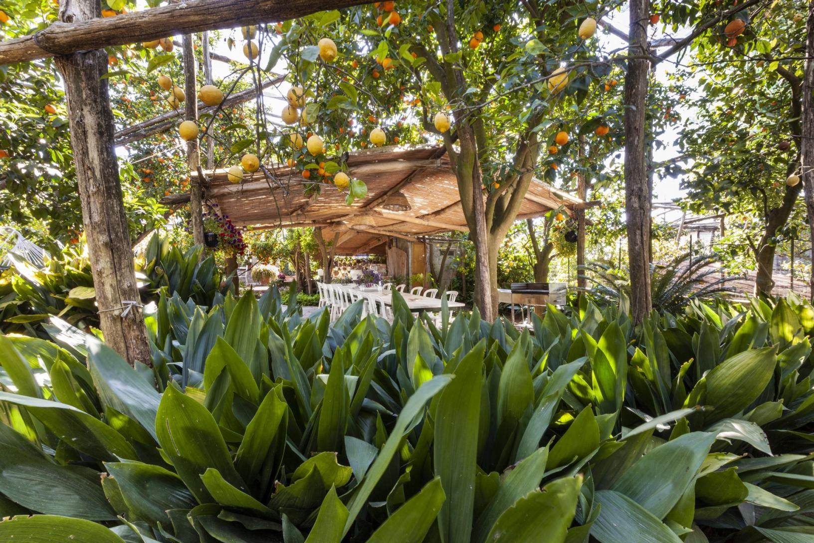 Visita il nostro tipico giardino sorrentino con limoneto-47