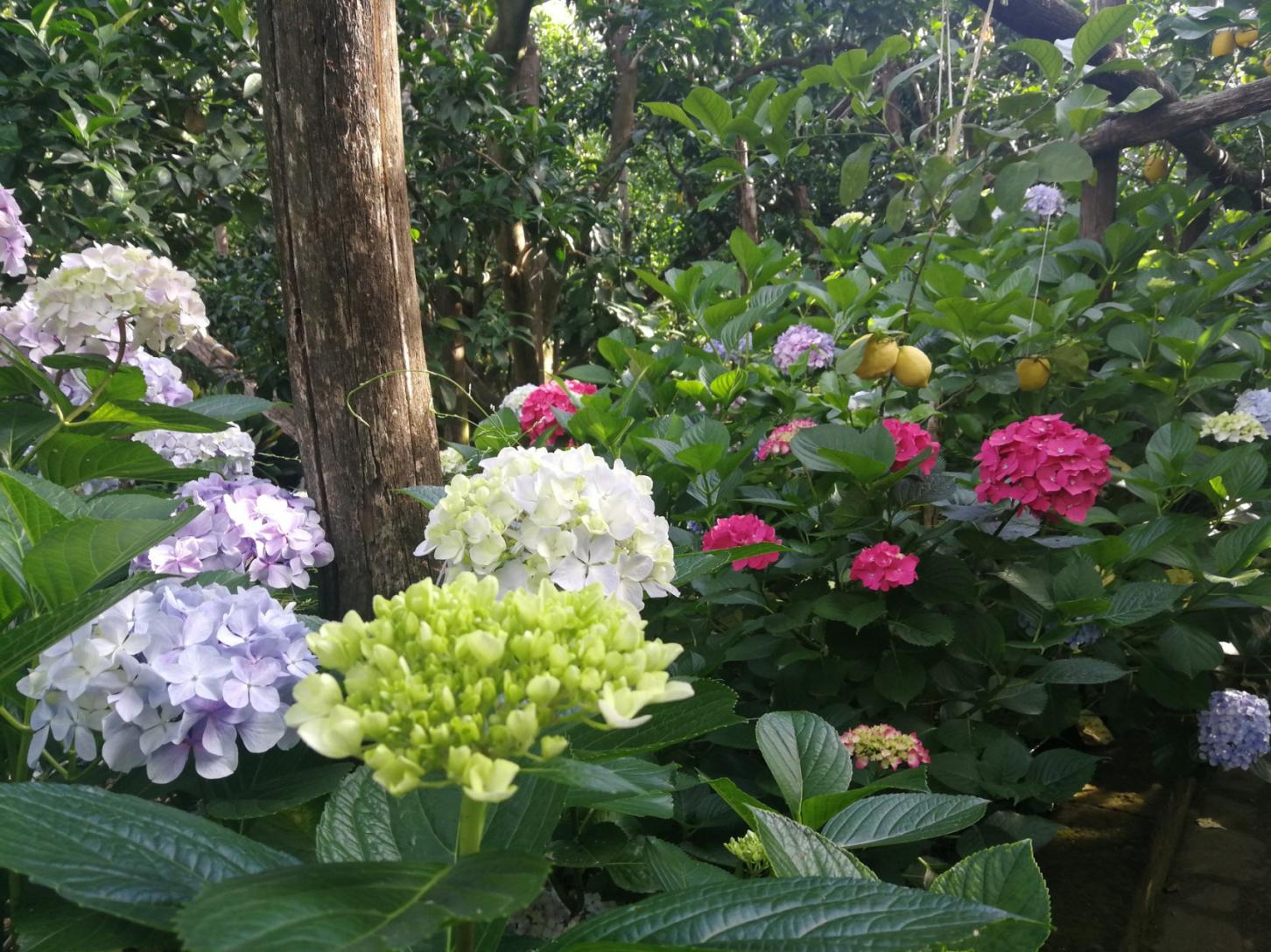 Visita il nostro tipico giardino sorrentino con limoneto-14