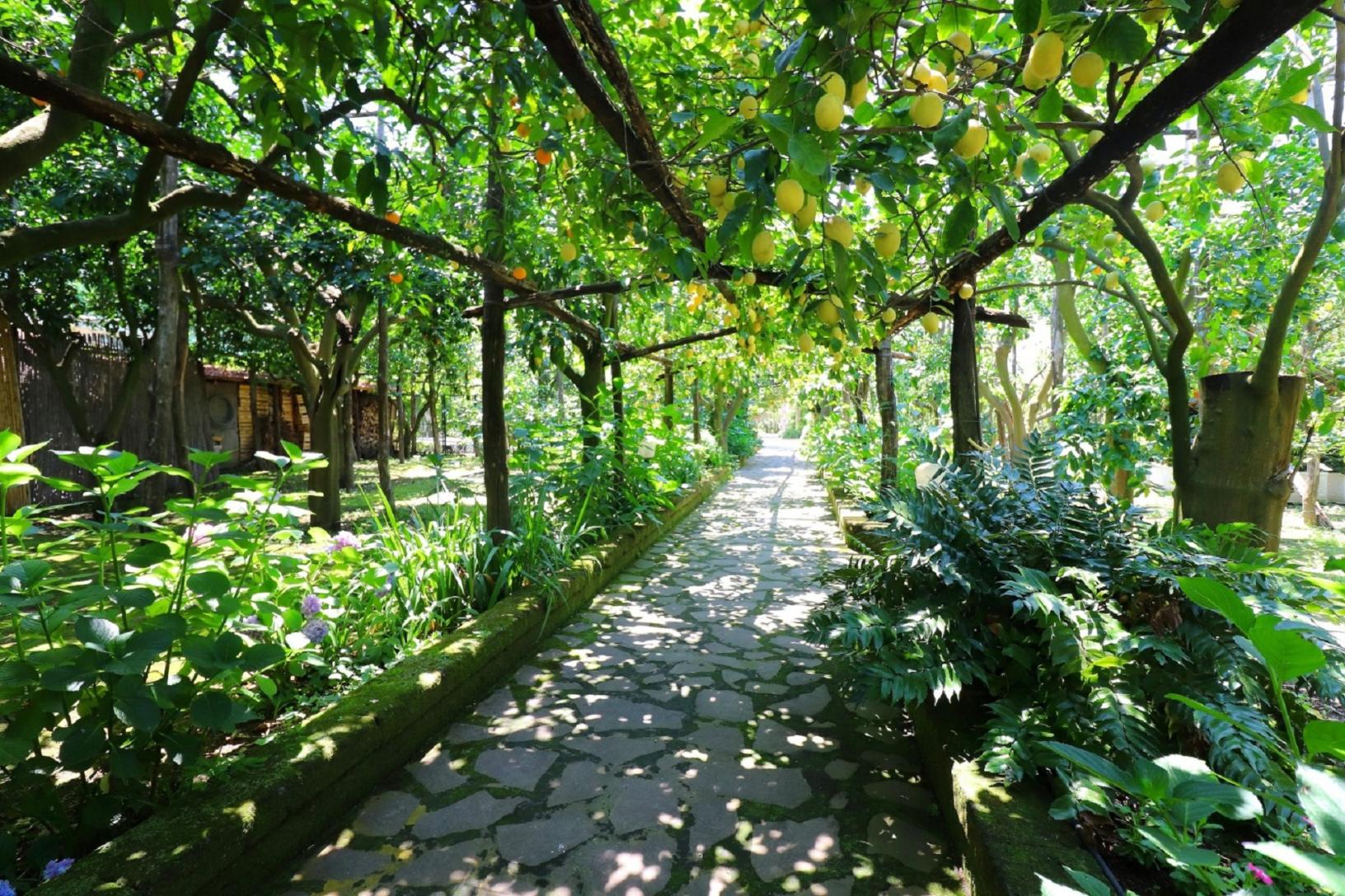 Visit our typical Sorrento garden with lemon grove-6