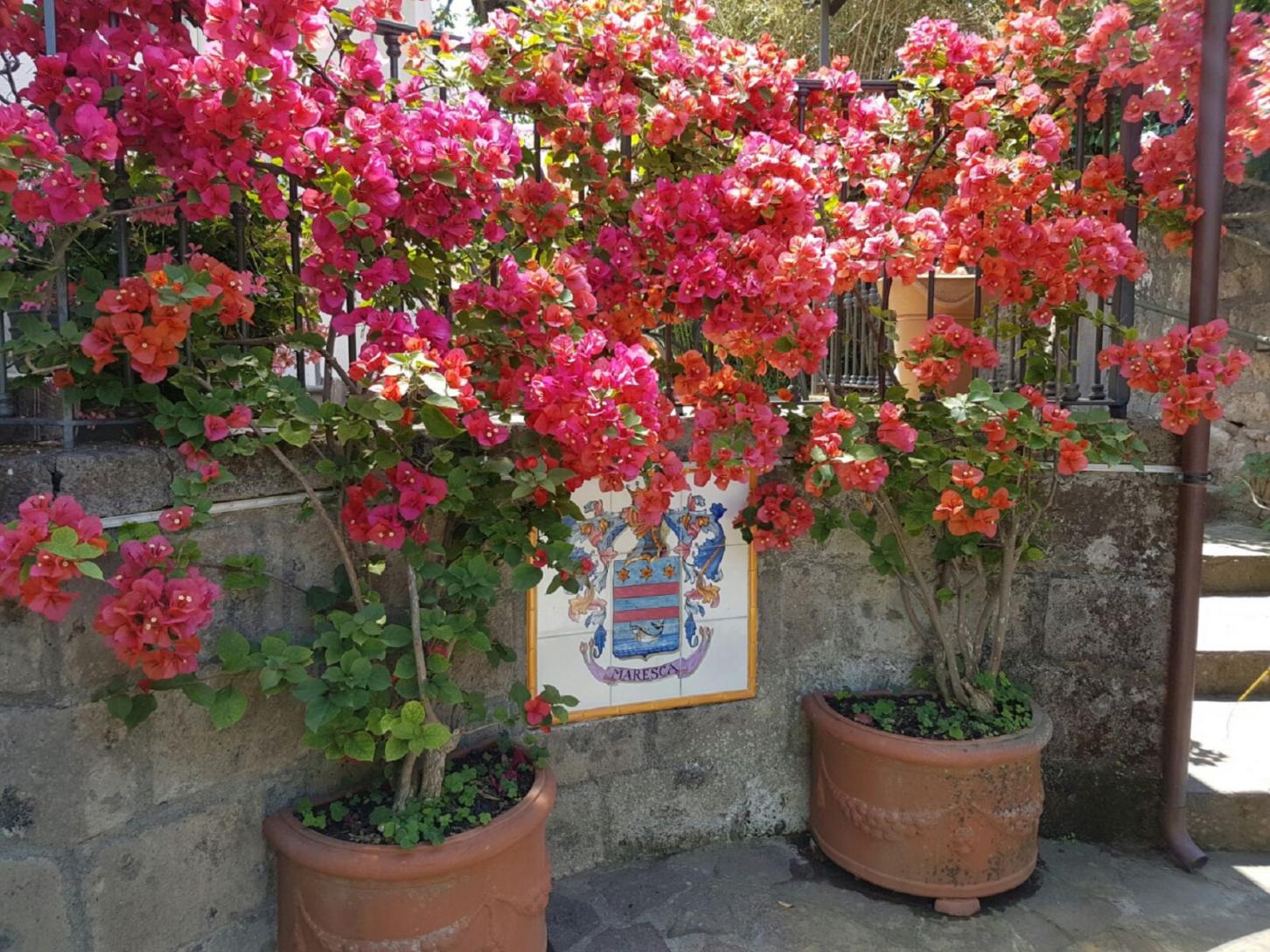 Visita il nostro tipico giardino sorrentino con limoneto-5