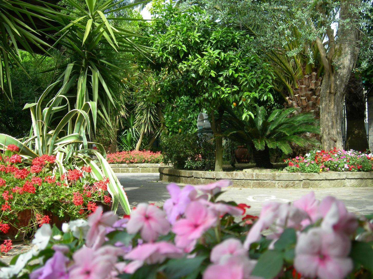 Visit our typical Sorrento garden with lemon grove-7
