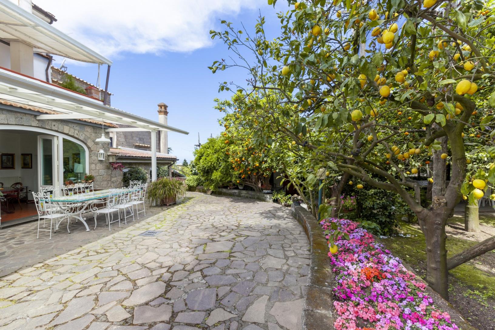 Visit our typical Sorrento garden with lemon grove-13